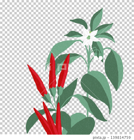 Hand-drawn flower illustration: Chili pepper 139814759