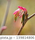 トサミズキの新芽 139814806