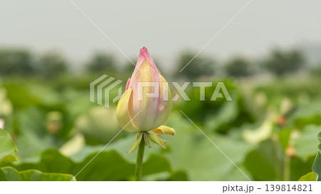 lotus flower 139814821