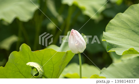 lotus flower lotus flower 139814837