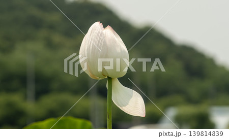 lotus flower 139814839