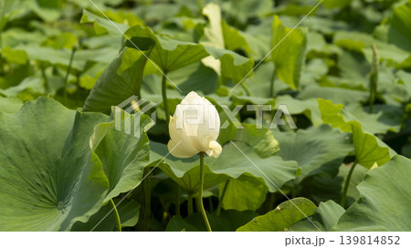 lotus flower lotus flower 139814852