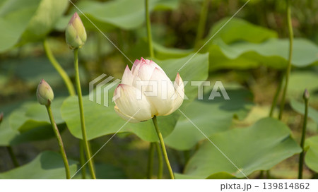 lotus flower 139814862