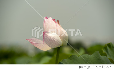 lotus flower 139814907