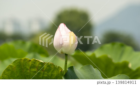 lotus flower lotus flower 139814911