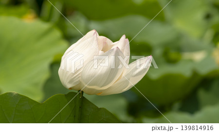 lotus flower lotus flower 139814916