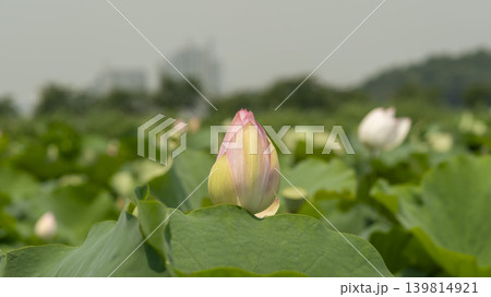 lotus flower lotus flower 139814921