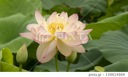 lotus flower lotus flower 139814989