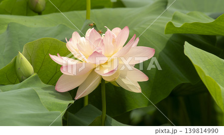 lotus flower 139814990