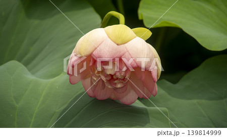 lotus flower lotus flower 139814999