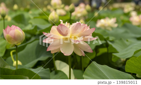 lotus flower 139815011