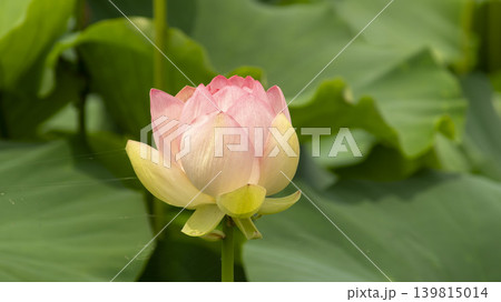 lotus flower 139815014