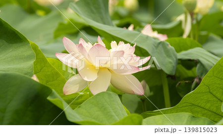 lotus flower 139815023