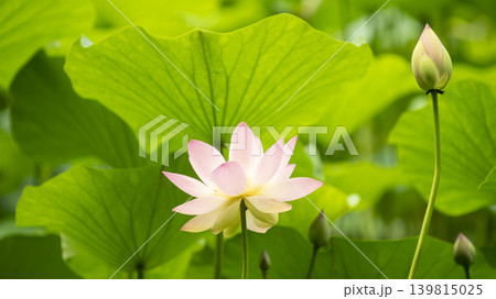 lotus flower lotus flower 139815025