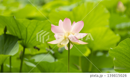 lotus flower lotus flower 139815026