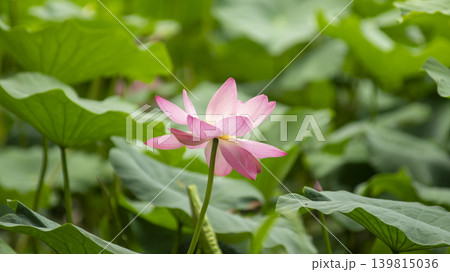 lotus flower lotus flower 139815036