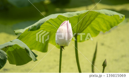 lotus flower lotus flower 139815069