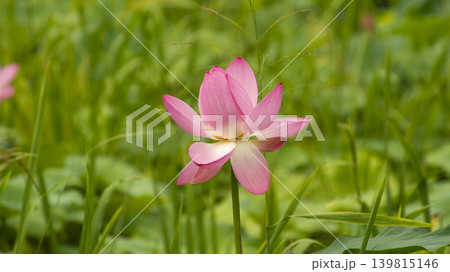 lotus flower lotus flower 139815146