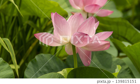 lotus flower lotus flower 139815151