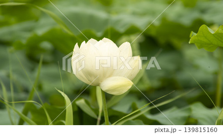 lotus flower 139815160