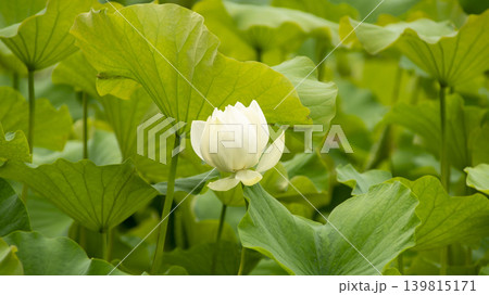 lotus flower 139815171