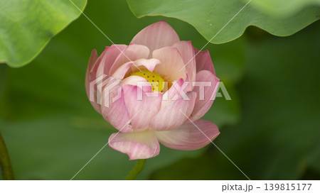 lotus flower lotus flower 139815177