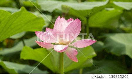 lotus flower lotus flower 139815203