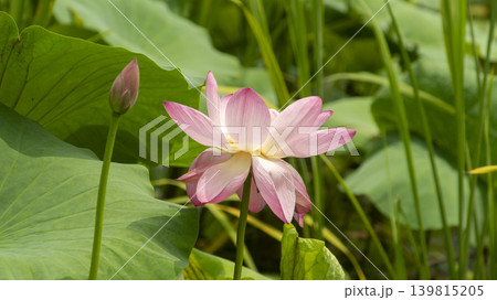 lotus flower lotus flower 139815205