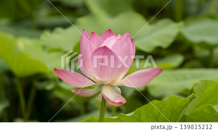 lotus flower lotus flower 139815212