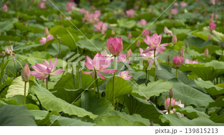 lotus flower 139815213