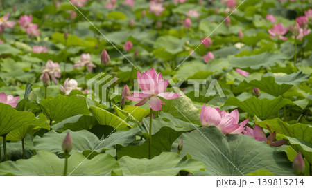 lotus flower lotus flower 139815214