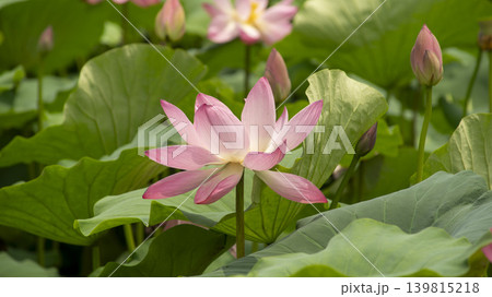 lotus flower lotus flower 139815218
