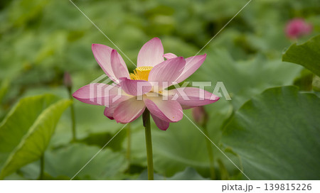 lotus flower 139815226