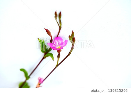アカバナユウゲショウの花・赤花夕化粧 アカバナユウゲショウの花・赤花夕化粧 139815293