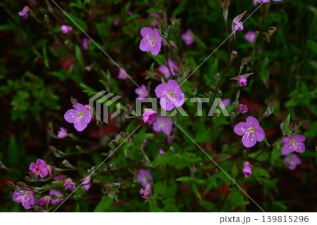 アカバナユウゲショウの花・赤花夕化粧 アカバナユウゲショウの花・赤花夕化粧 139815296