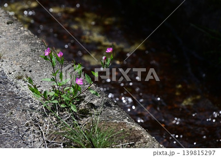 アカバナユウゲショウの花・赤花夕化粧 139815297