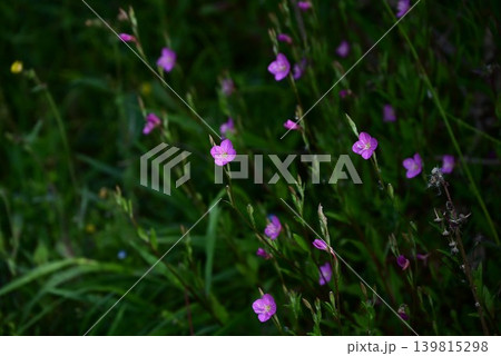 アカバナユウゲショウの花・赤花夕化粧 アカバナユウゲショウの花・赤花夕化粧 139815298