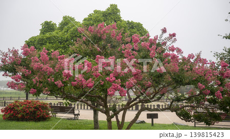 crape myrtle, zinnia crape myrtle, zinnia 139815423
