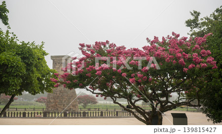 crape myrtle, zinnia crape myrtle, zinnia 139815427