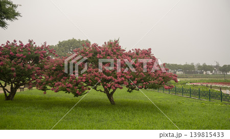 crape myrtle, zinnia 139815433