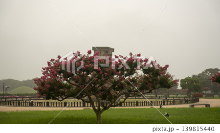 crape myrtle, zinnia 139815440
