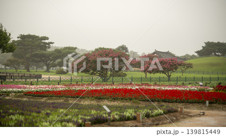 crape myrtle, zinnia 139815449