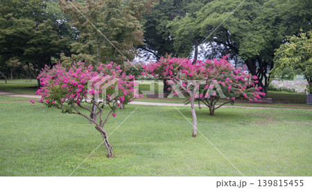 crape myrtle, zinnia crape myrtle, zinnia 139815455