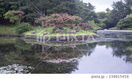 crape myrtle, zinnia crape myrtle, zinnia 139815458