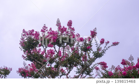 crape myrtle, zinnia 139815468