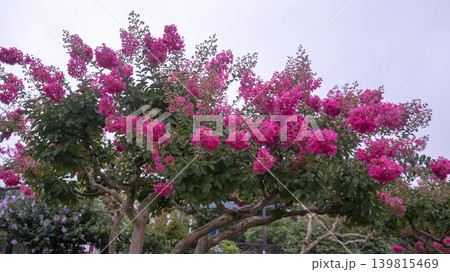 crape myrtle, zinnia 139815469