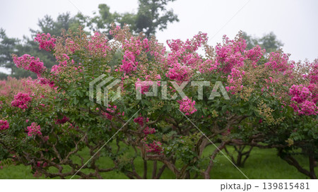 crape myrtle, zinnia 139815481