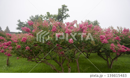 crape myrtle, zinnia crape myrtle, zinnia 139815483