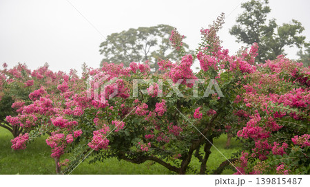 crape myrtle, zinnia crape myrtle, zinnia 139815487