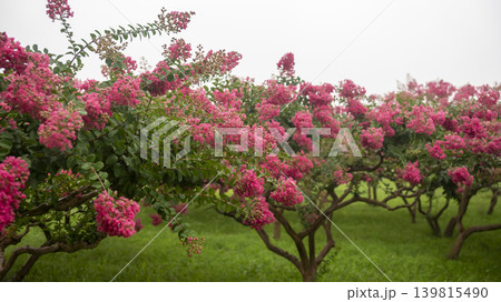 crape myrtle, zinnia crape myrtle, zinnia 139815490